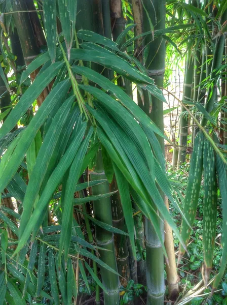 Bambu ormanı — Stok fotoğraf