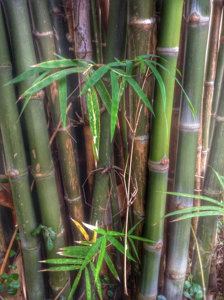 Bosque de bambú — Foto de Stock