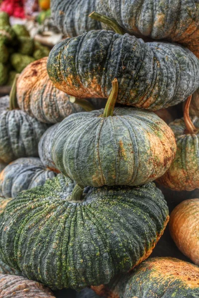 Verse groene pompoen — Stockfoto