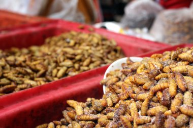 Kızarmış ipek solucanlar