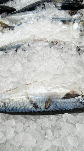 Fresh mackerel fish — Stock Photo, Image