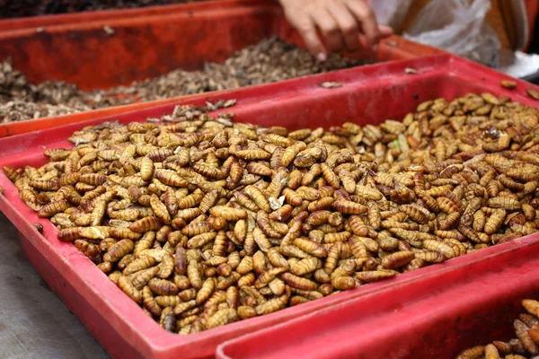 Gusanos de seda fritos — Foto de Stock