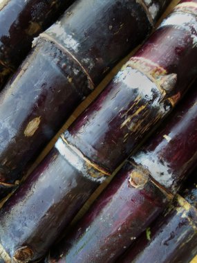 Kırmızı kamışı arka plan