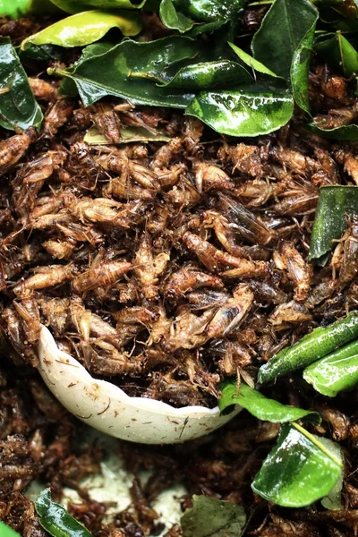 Fried insects — Stock Photo, Image