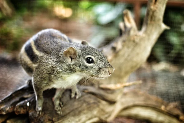 Squirre — Stok fotoğraf