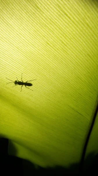 Ombra formica sulla foglia — Foto Stock