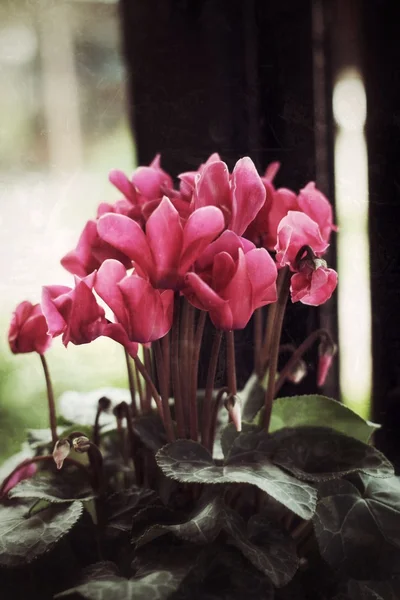 सुंदर फुलं — स्टॉक फोटो, इमेज