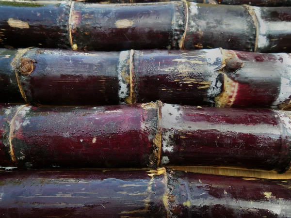 Red cane background — Stock Photo, Image