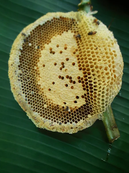 Bienenwaben — Stockfoto