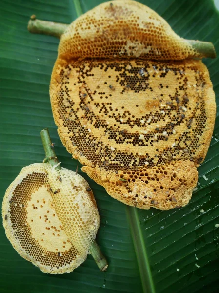 Bienenwaben — Stockfoto