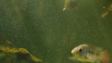 güzel tilapia balık