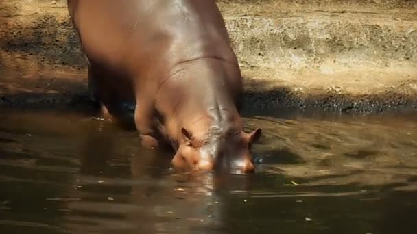 Baby hippo — Stock Video