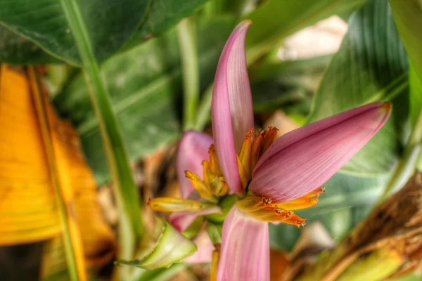 Ornamental Banana Flower — Stock Photo, Image