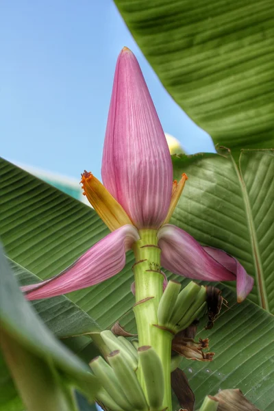 Flor de banana ornamental — Fotografia de Stock