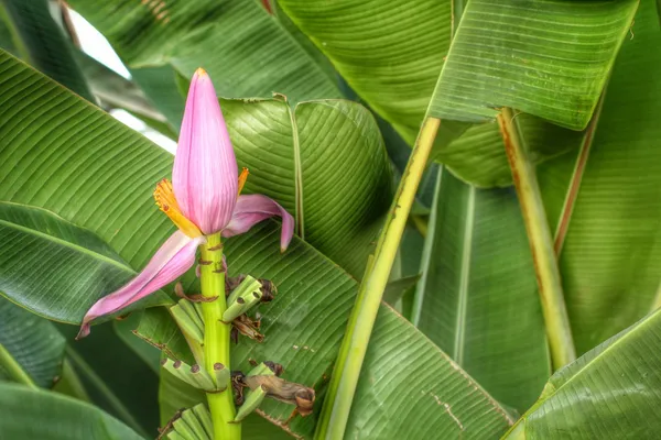 Díszítő banán virág — Stock Fotó