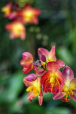 pembe orkide çiçekleri.