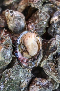 taze yakaladı istiridye