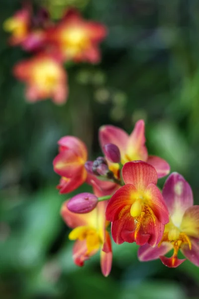 Fleurs d'orchidée rose. — Photo