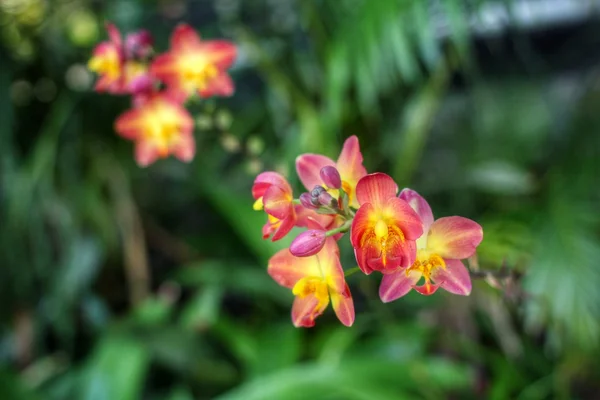 Flores de orquídea rosa. — Fotografia de Stock