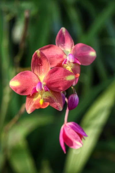 Flores de orquídea rosa. — Foto de Stock