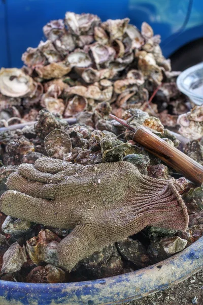 Frisch gefangene Austern — Stockfoto