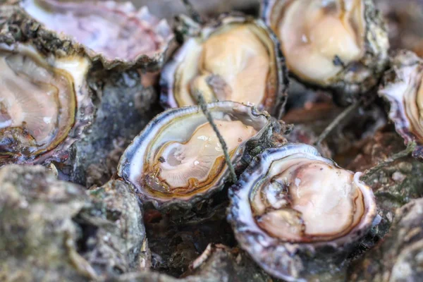 Vers gevangen oesters — Stockfoto