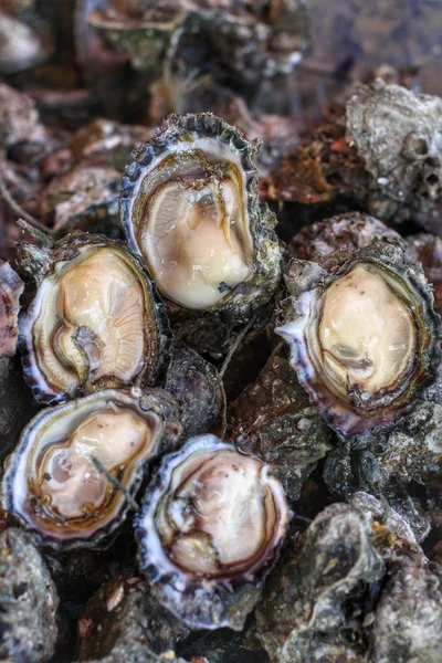 Vers gevangen oesters — Stockfoto