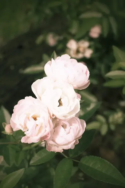 Розовая и белая роза — стоковое фото