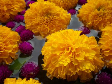 Marigold çiçek