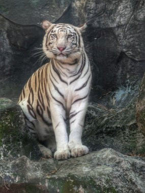 Bengaalse tijger