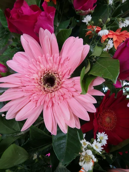 Flor de Gerbera rosa — Fotografia de Stock