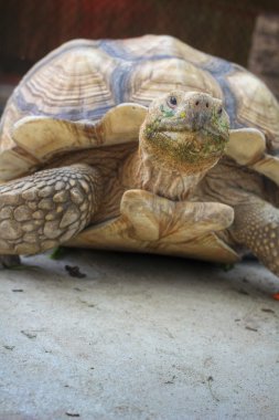 tortuga de cáscara suave