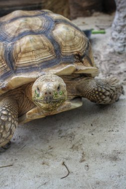 tortuga de cáscara suave