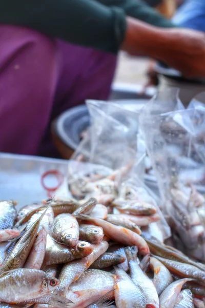 Frischer Fisch — Stockfoto