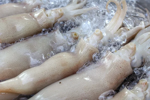 Fresh squid — Stok fotoğraf