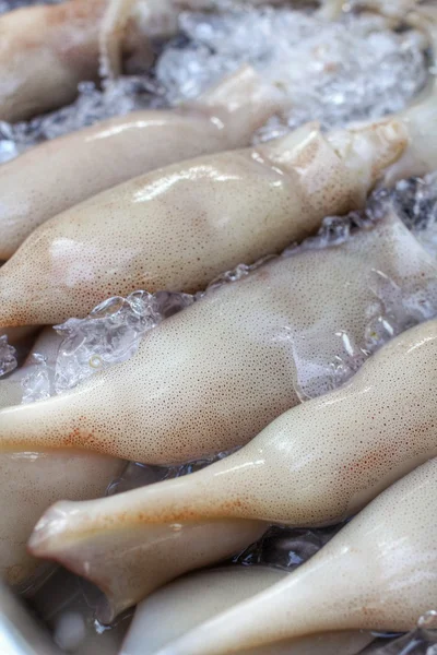 Fresh squid — Stok fotoğraf