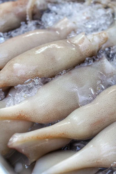 Calamari freschi — Foto Stock