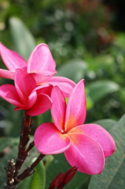 pembe frangipani çiçek
