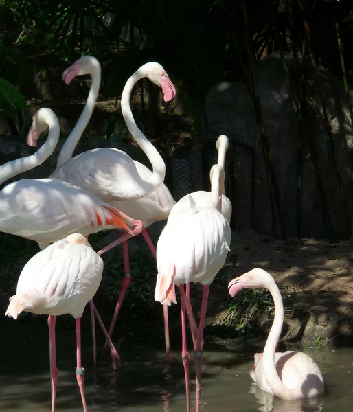 Roze flamingo 's — Stockfoto