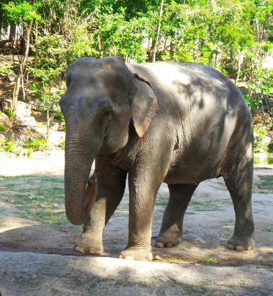 Elephant — Stock Photo, Image