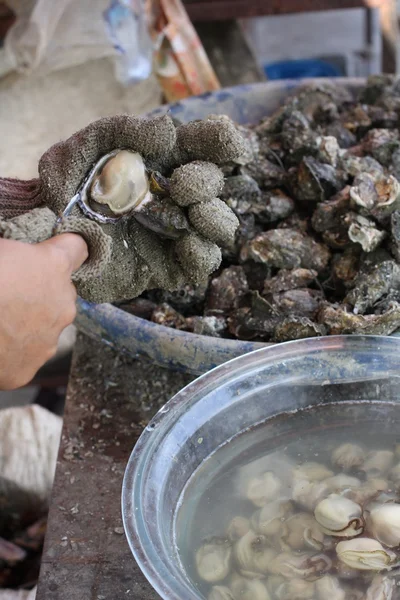 Freshly caught oysters — Stock Photo, Image