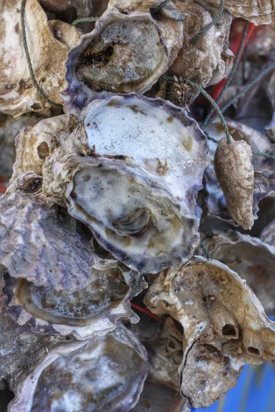 Freshly caught oysters — Stock Photo, Image