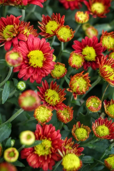 Daisy flowers — Stock Photo, Image