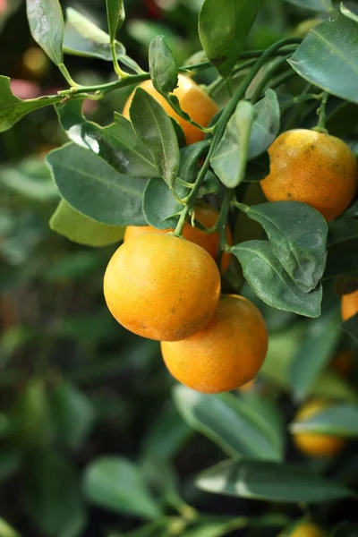 Čerstvé zralé oranžové — Stock fotografie