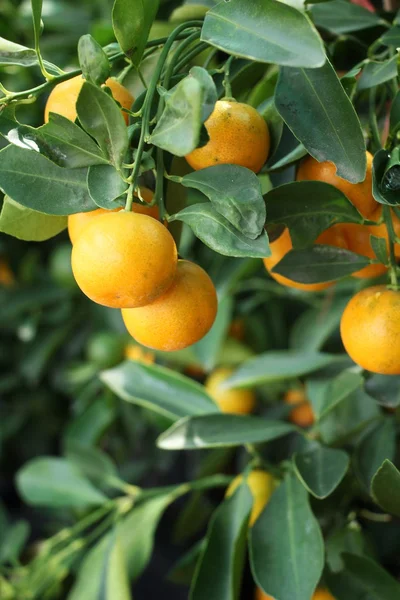 Arancio maturo fresco — Foto Stock