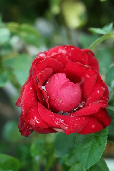 Red rose — Stock Photo, Image