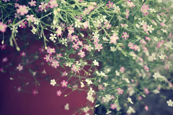 Baby dech květin — Stock fotografie