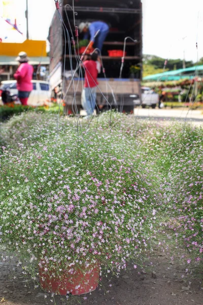 Flores da respiração do bebê — Fotografia de Stock