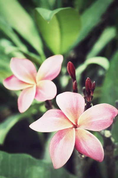 粉红色的鸡蛋花花卉 — 图库照片