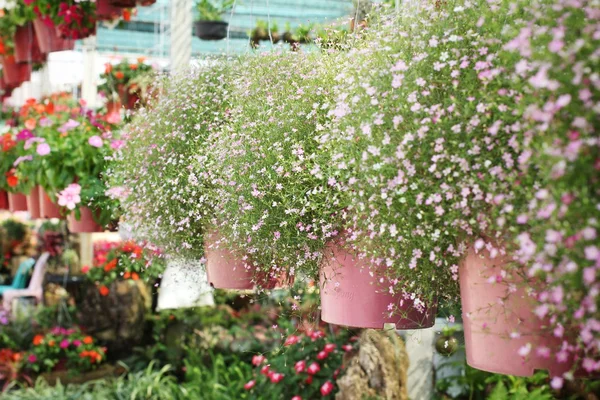 Flores da respiração do bebê — Fotografia de Stock